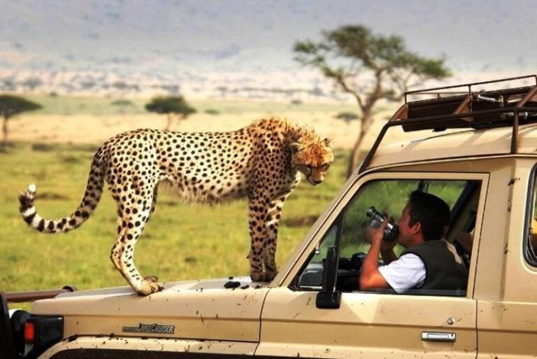 Exploring the Wild: Unforgettable Safari Tours in South Africa